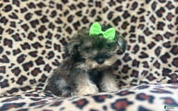 Miniature Schnauzer dogs for sale: Angel - Image 1