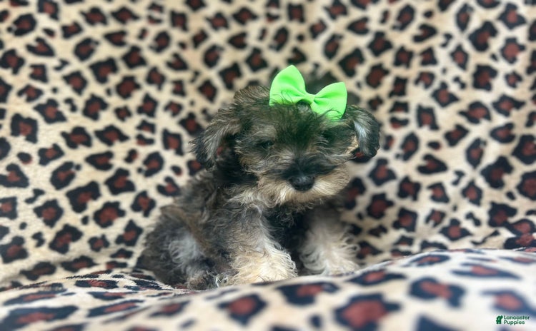 Miniature Schnauzer dogs for sale - Ad 5