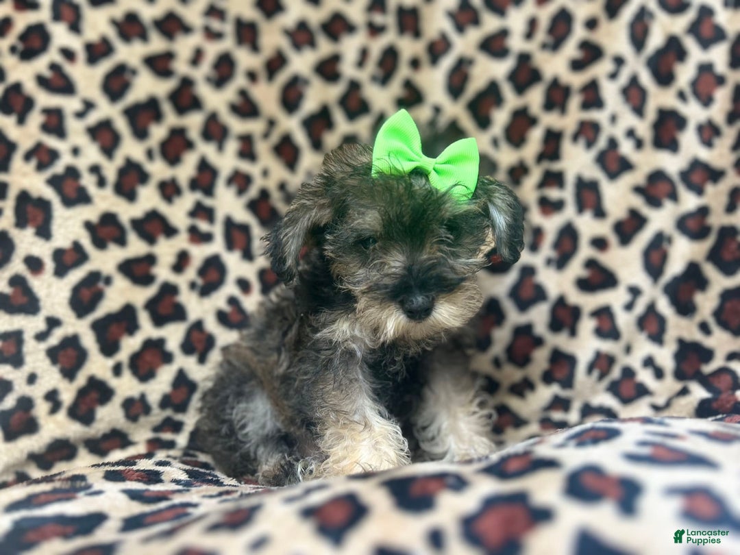 Miniature Schnauzer dogs for sale: Angel - Image 1