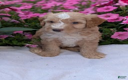 Mini Aussiedoodle dogs for sale: Roscoe - Image 4