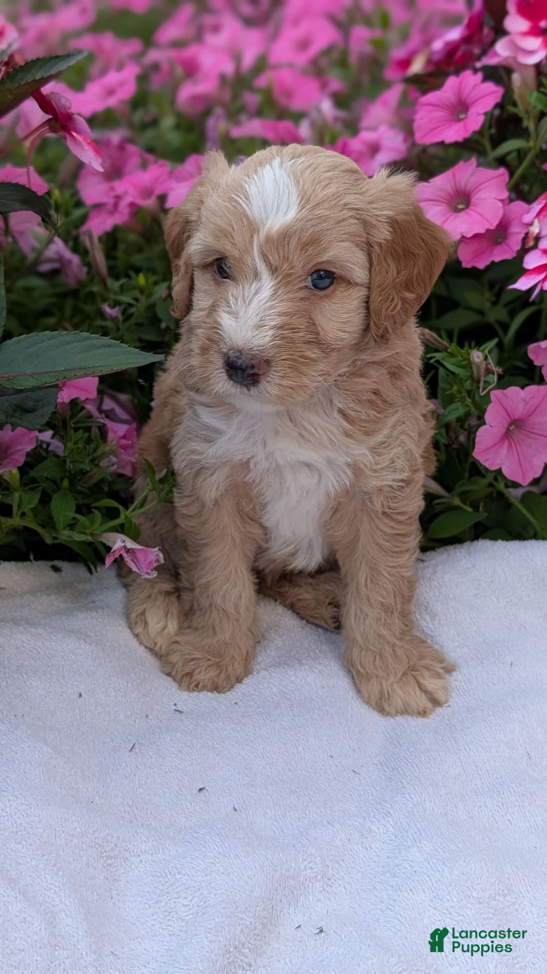 Mini Aussiedoodle dogs for sale: Roscoe - Image 4