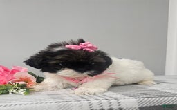 Shih Tzu dogs for sale: Tiny Tiff ❤️ - Image 13