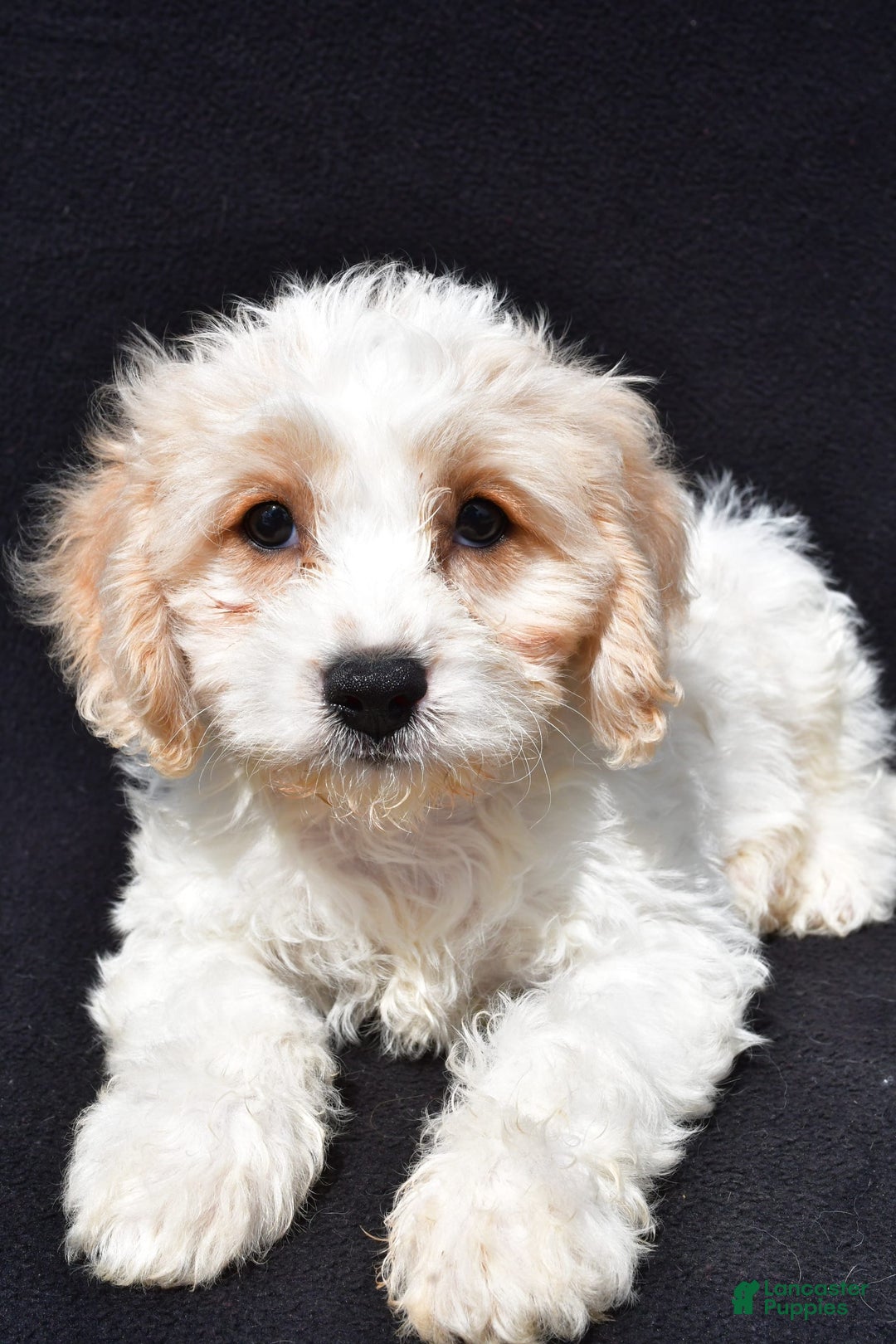 Cavachon dogs for sale: Bingo - Image 7