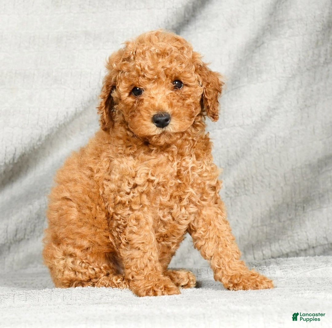 Miniature Poodle dogs for sale: Drew - Image 2