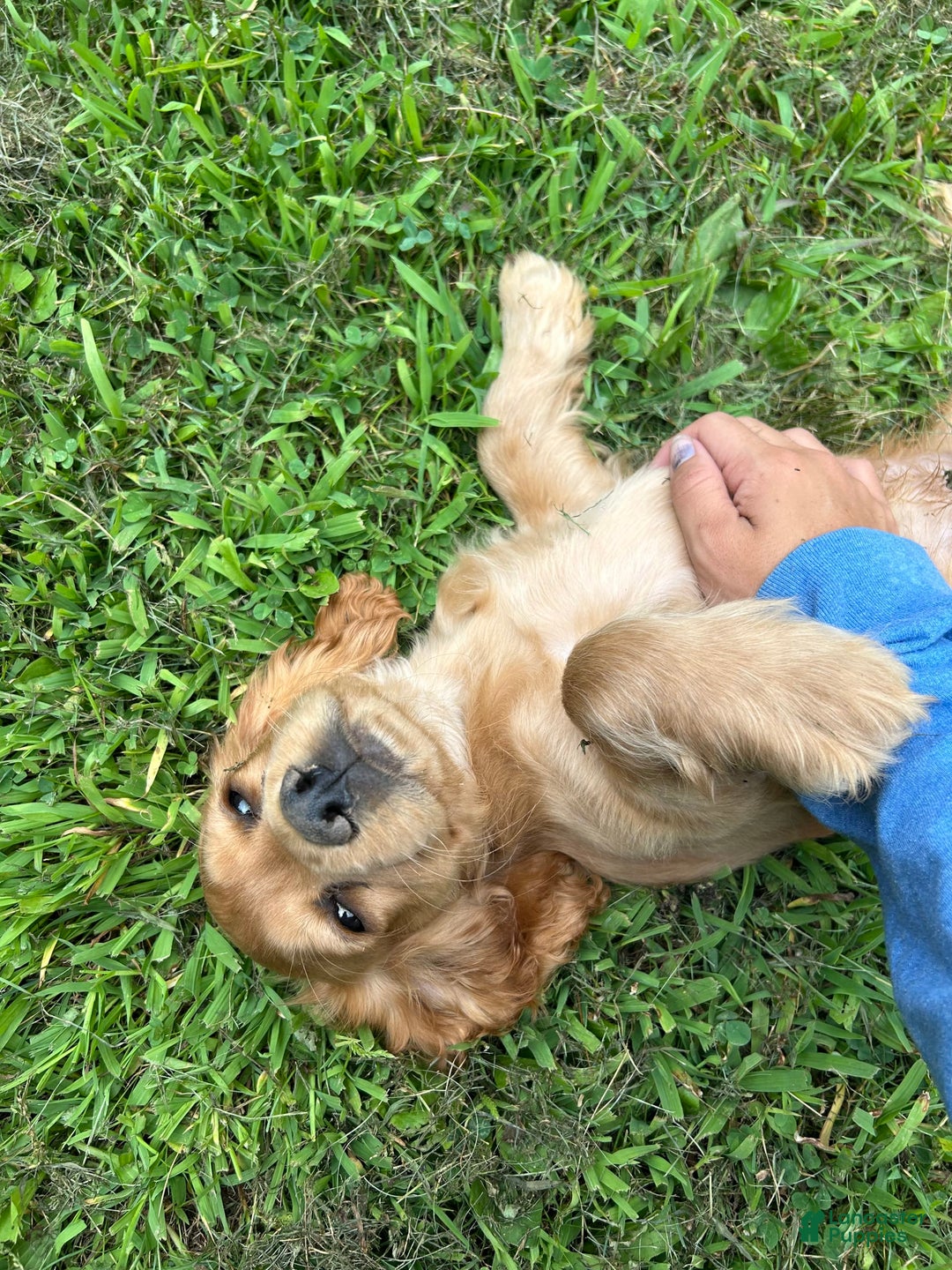 Cocker Spaniel dogs for sale: Marley - Image 4