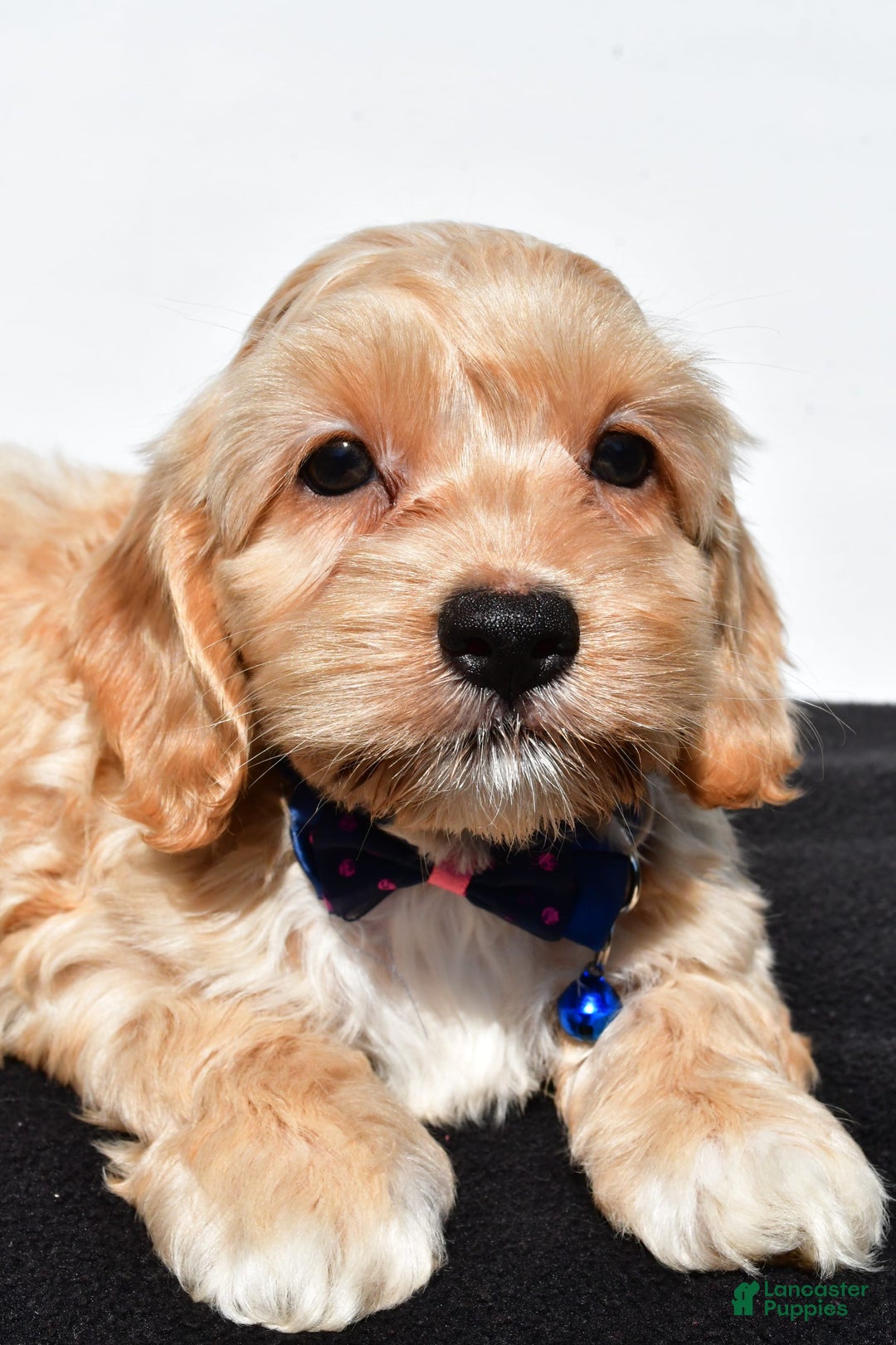 Cockapoo dogs for sale: Wes - Image 3