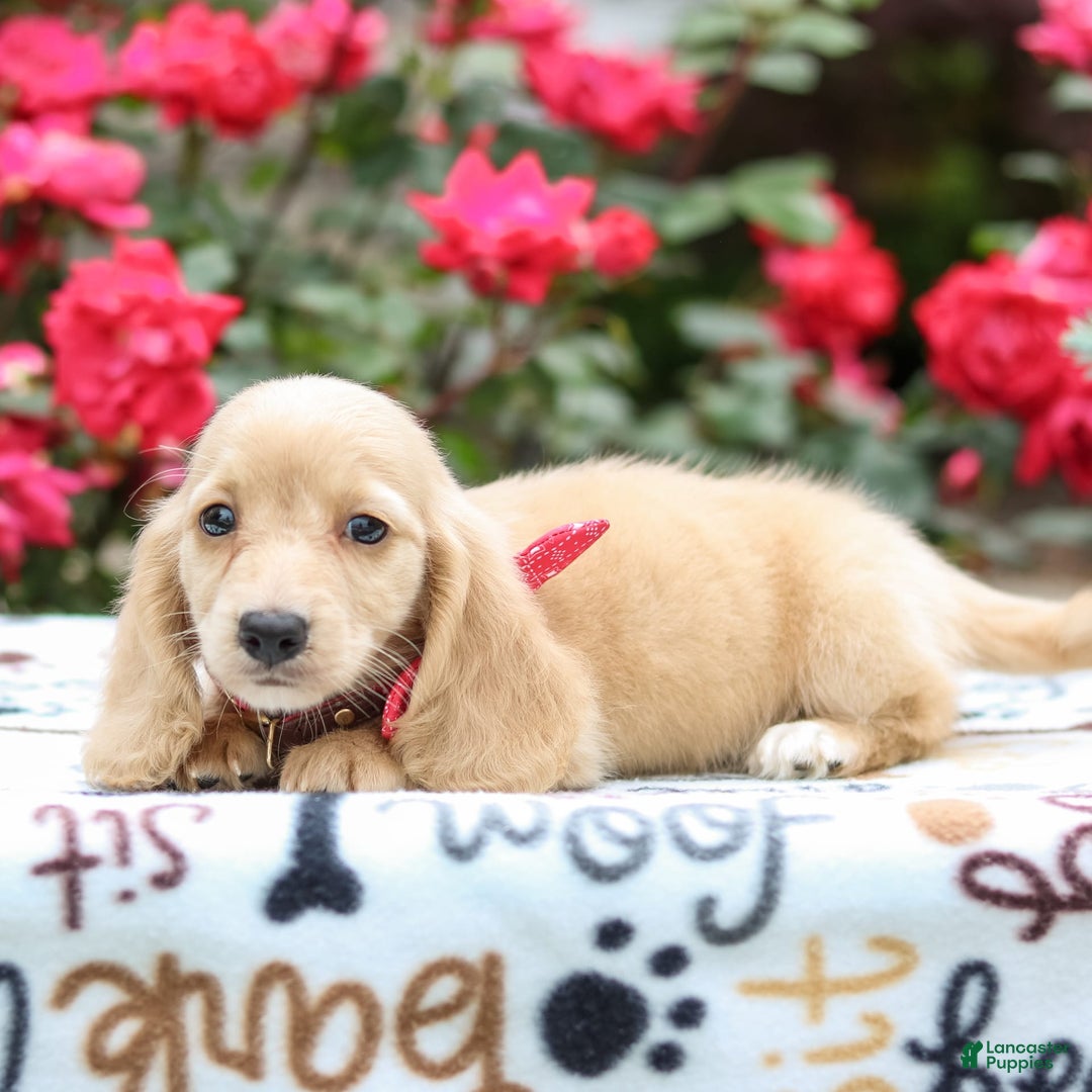Miniature Dachshund dogs for sale: Penny - Image 3