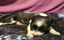 Chihuahua dogs for sale: Lori - Image 3