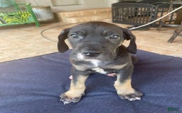 Great Dane dogs for sale: Grape - Image 1