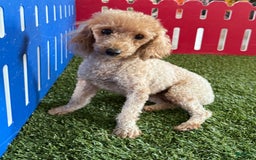 Toy Poodle dogs for sale: Kenzo - Image 5