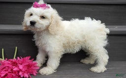 Cockapoo dogs for sale: Scarlet - Image 7