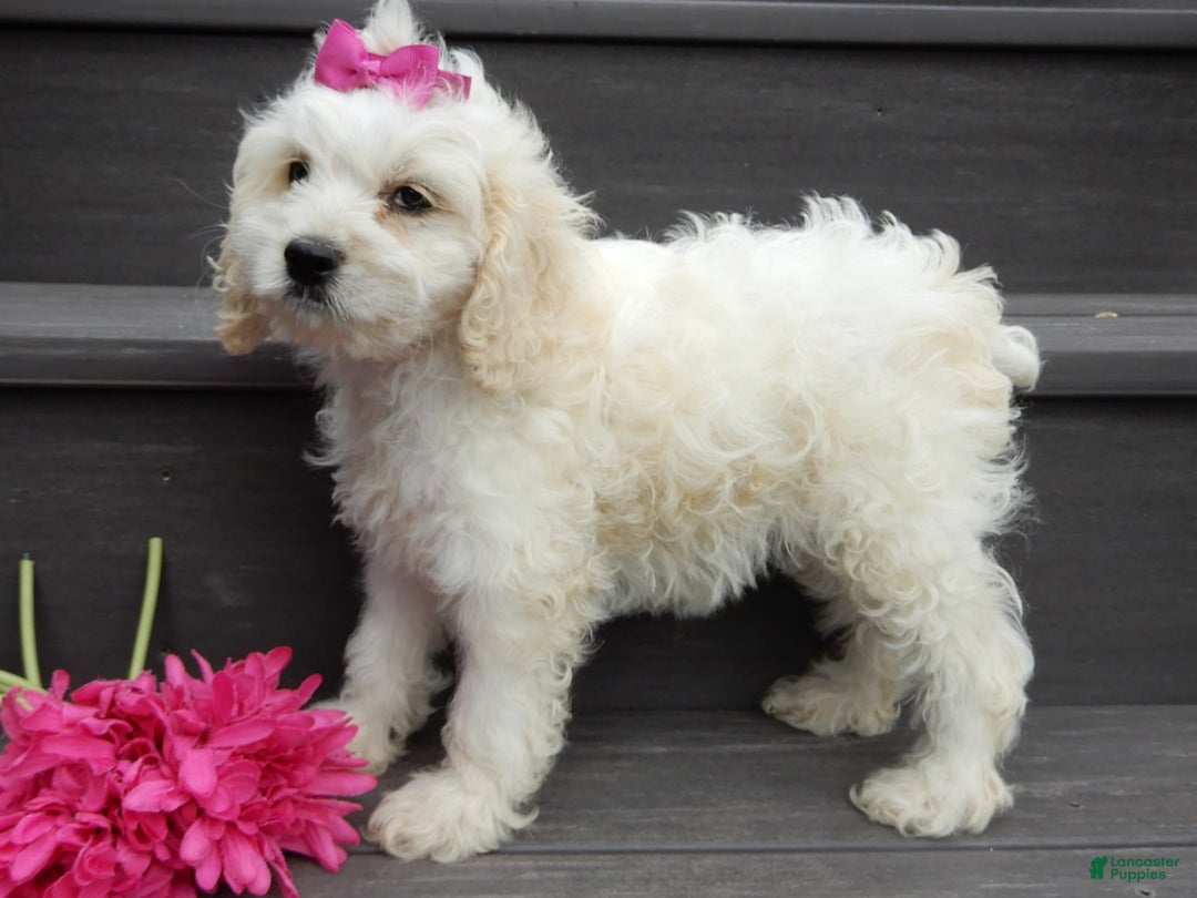 Cockapoo dogs for sale: Scarlet - Image 7
