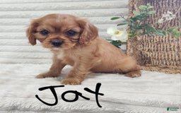 Cavalier King Charles Spaniel dogs for sale: Jay - Image 12