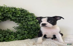 Boston Terrier dogs for sale: Drake - Image 3