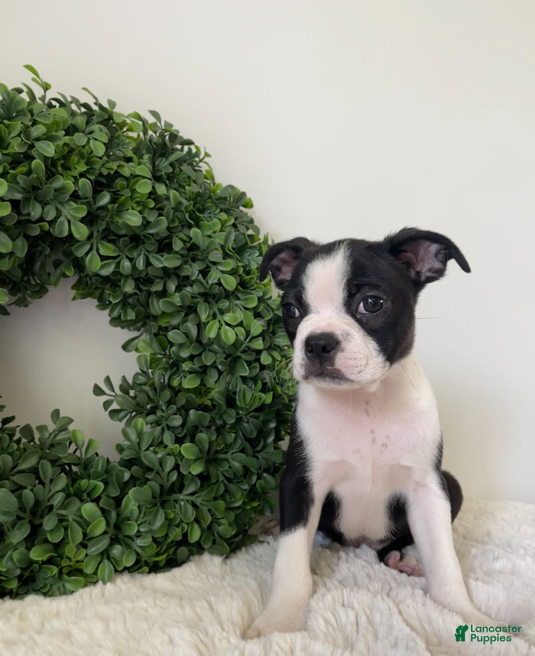 Boston Terrier dogs for sale: Drake - Image 3
