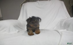 Yorkshire Terrier dogs for sale: Buddy - Image 5