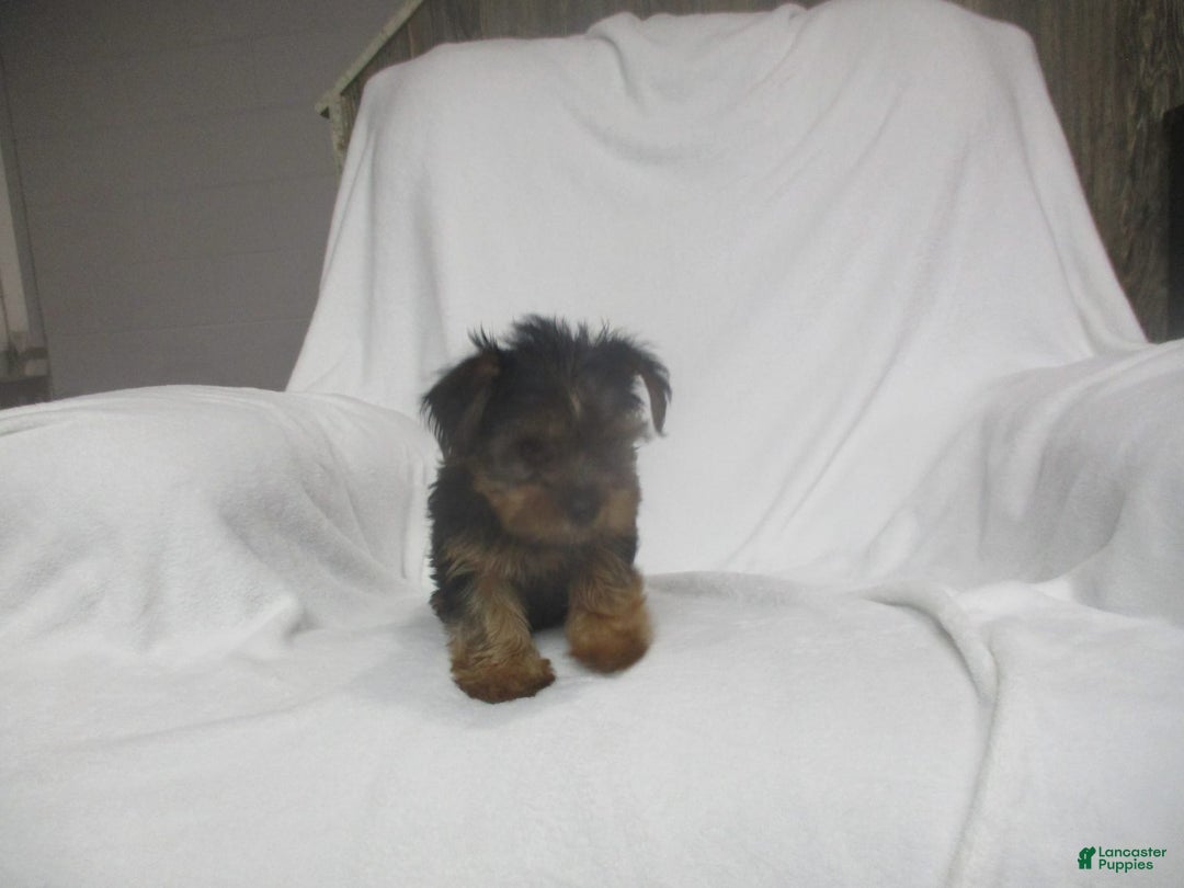 Yorkshire Terrier dogs for sale: Buddy - Image 5