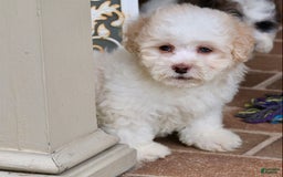 Shihpoo dogs for sale: Lola - Image 9