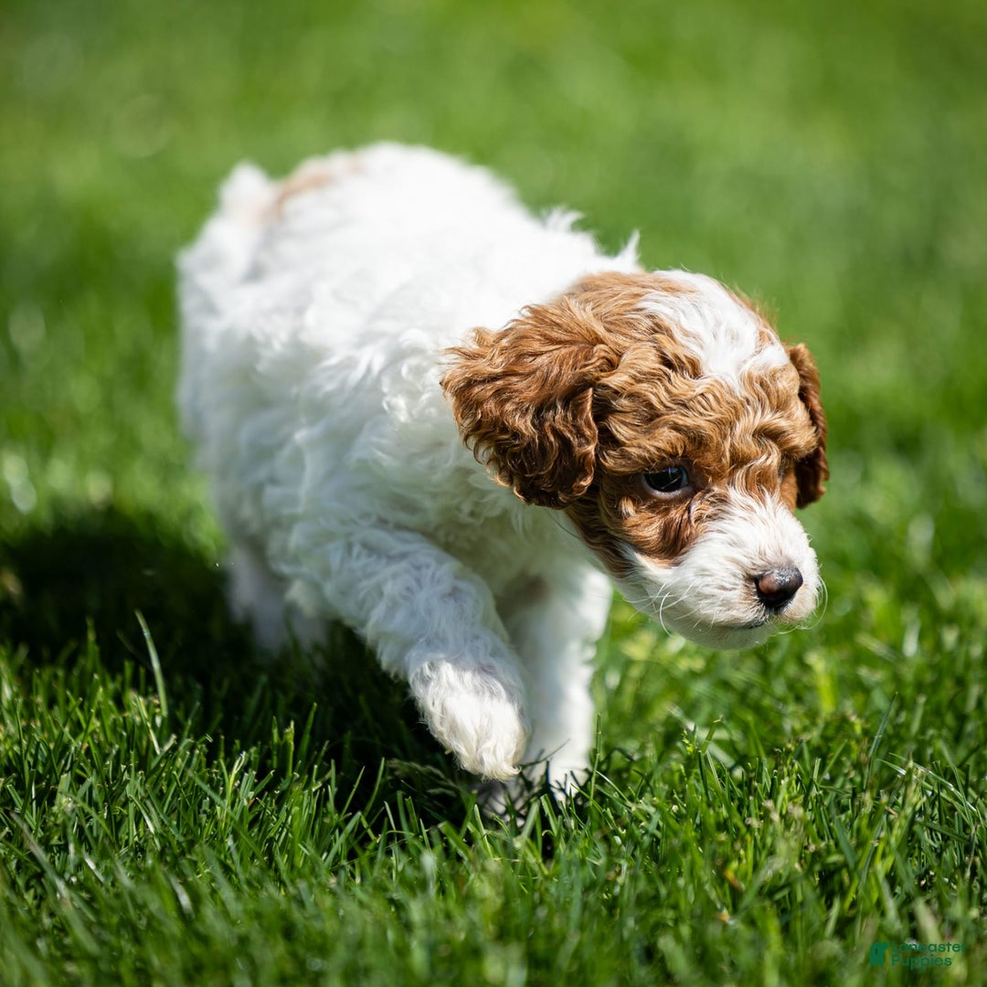 Toy Poodle dogs for sale: Rusty Scout - Image 7