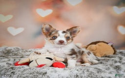 Chihuahua dogs for sale: Romer - Image 6