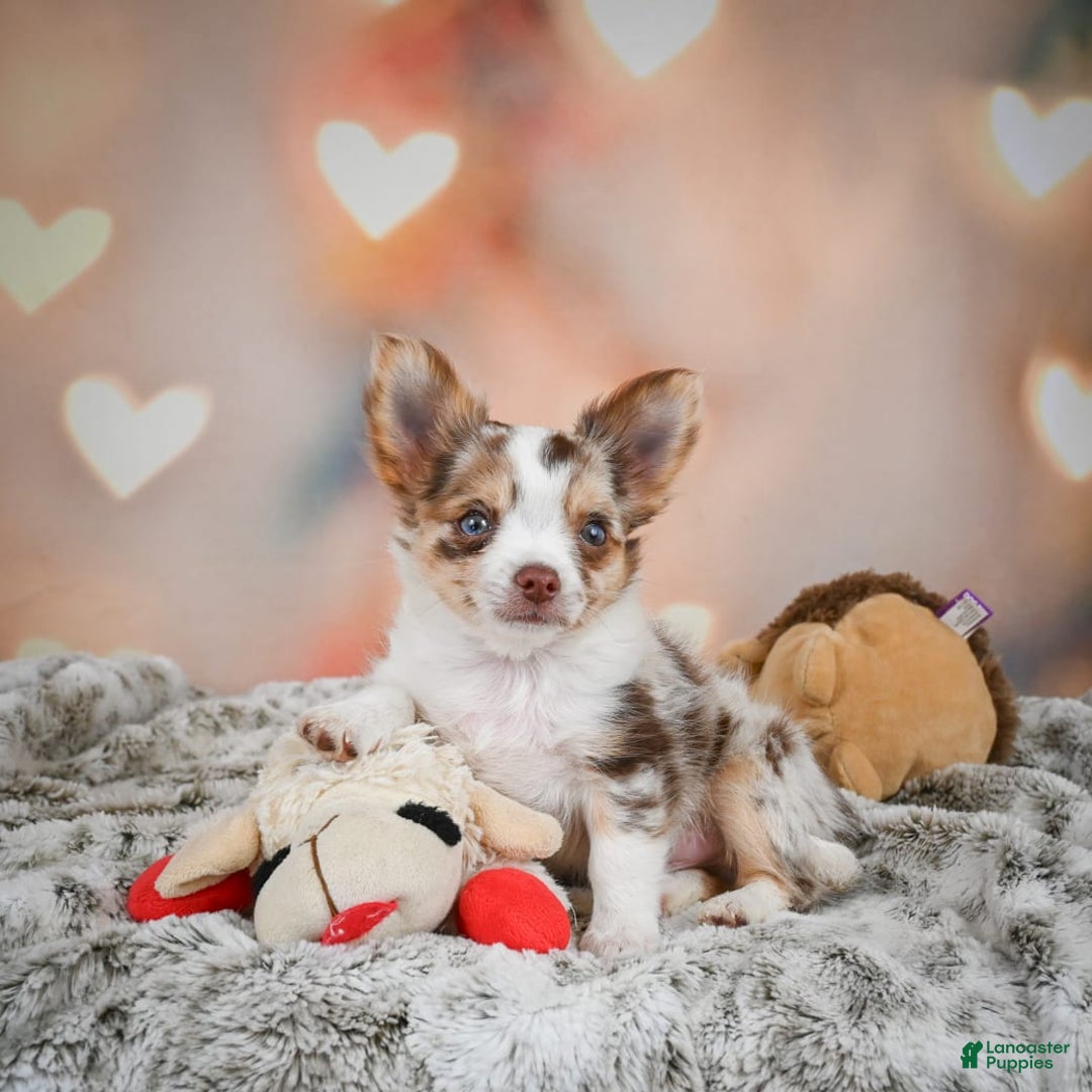 Chihuahua dogs for sale: Romer - Image 6