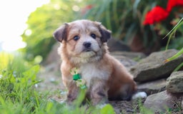 Morkie dogs for sale: Jesse - Image 9