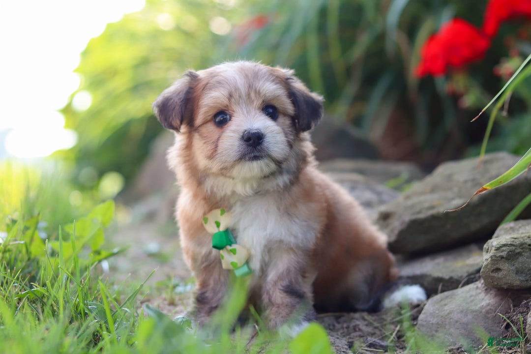 Morkie dogs for sale: Jesse - Image 9