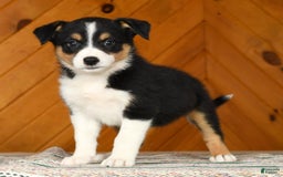 Australian Shepherd dogs for sale: Abby - Image 4