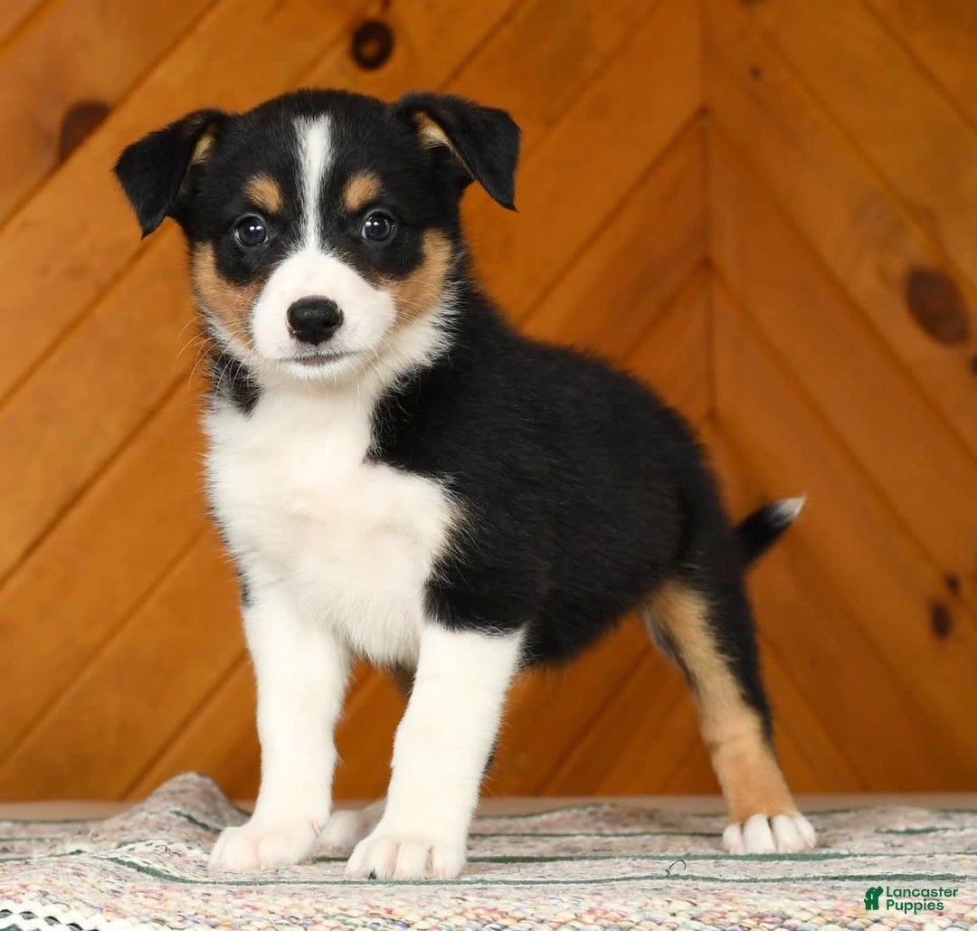 Australian Shepherd dogs for sale: Abby - Image 4