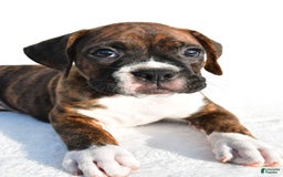 Boxer dogs for sale: Max - Image 2