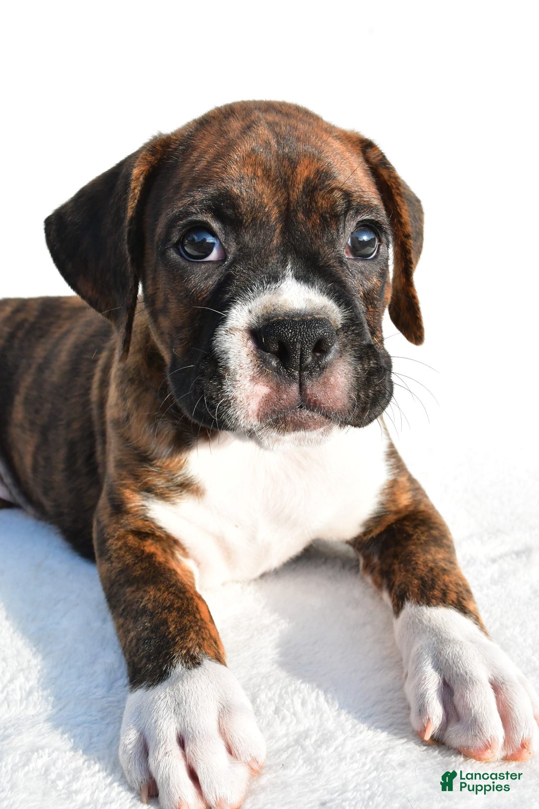 Boxer dogs for sale: Max - Image 2