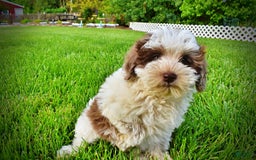 Havapoo dogs for sale: Vixen - Image 13