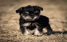 Miniature Schnauzer dogs for sale: Hugo - Image 2