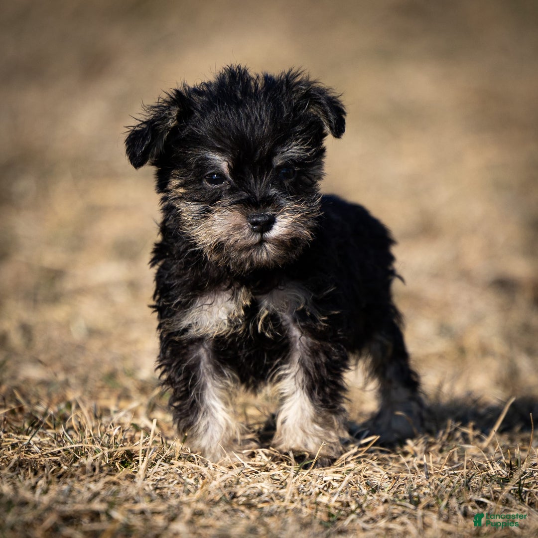Miniature Schnauzer dogs for sale: Hugo - Image 2