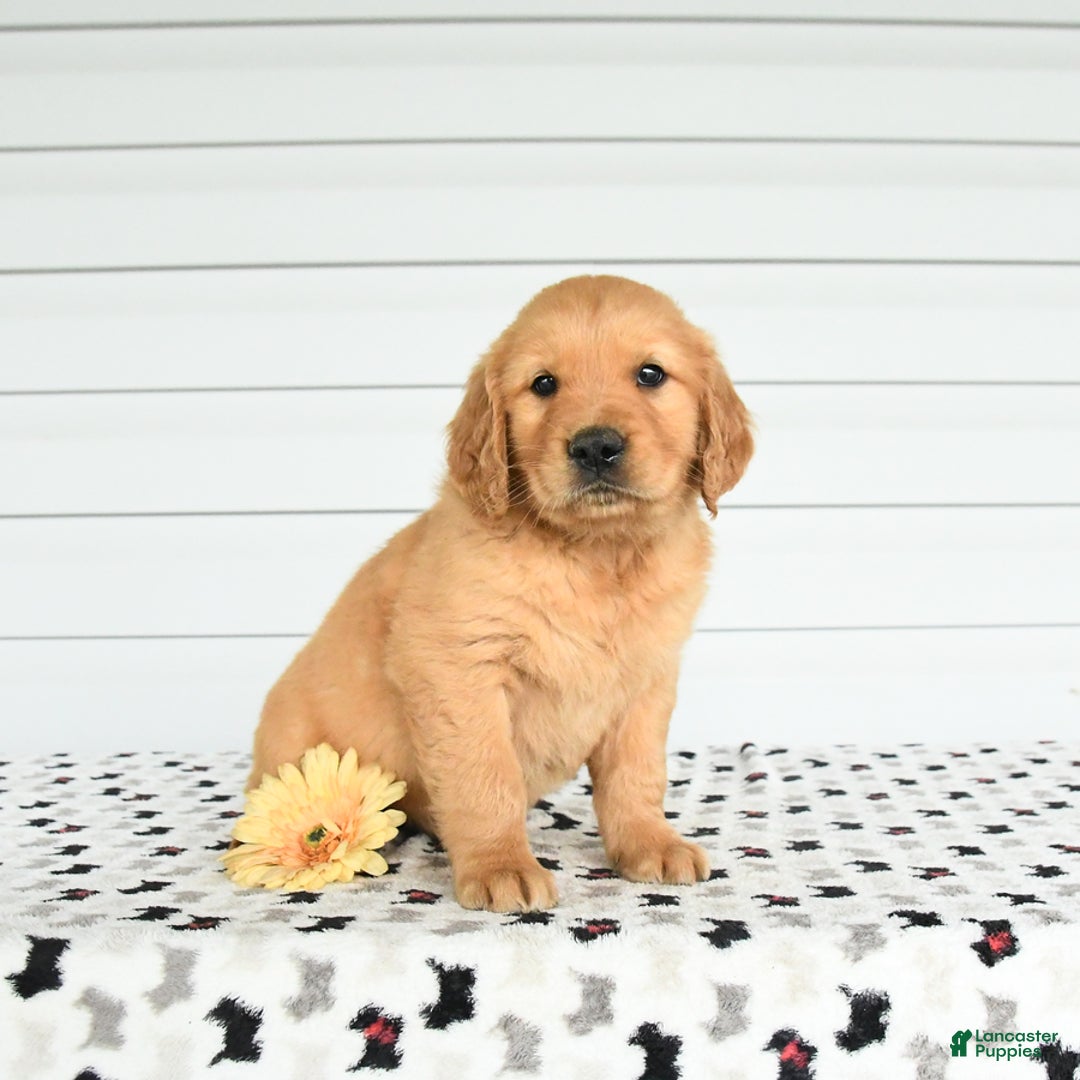 Golden Retriever dogs for sale: Felix - Image 3