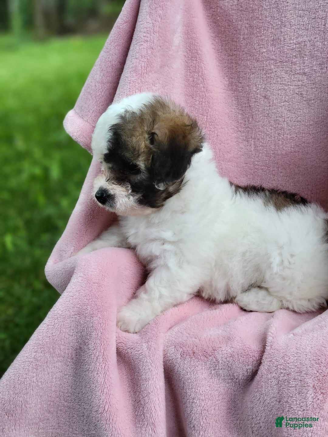 Bichpoo dogs for sale: Wanda - Image 6