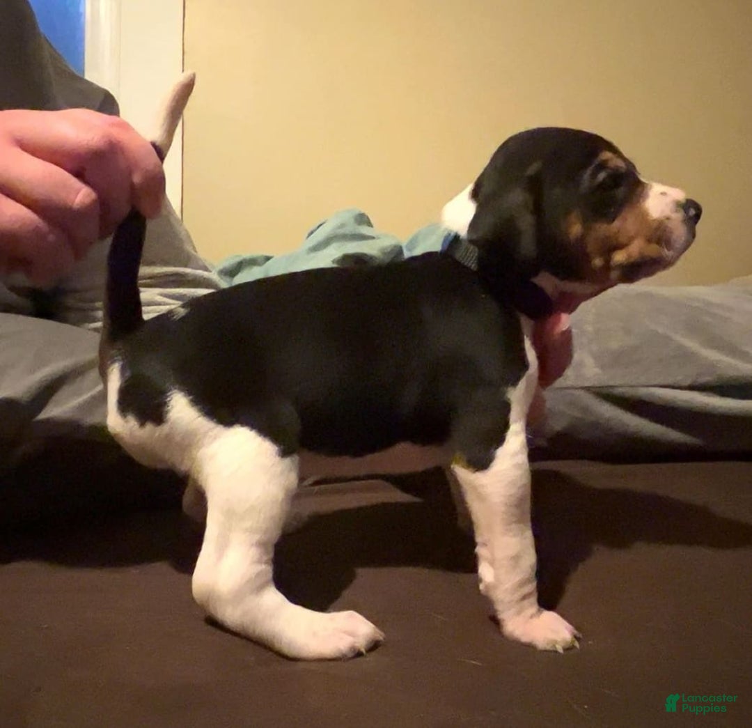 Walker Hound dogs for sale: Black - Image 3