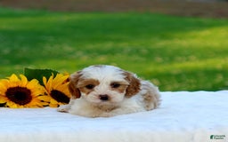 Cavapoo dogs for sale: Megan - Image 2