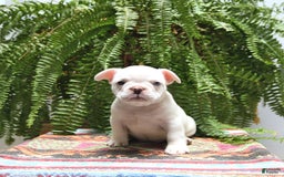 French Bulldog dogs for sale: French Bulldog 2 puppies - Image 5