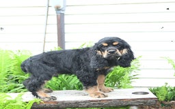 Cocker Spaniel dogs for sale: Banjo - Image 27