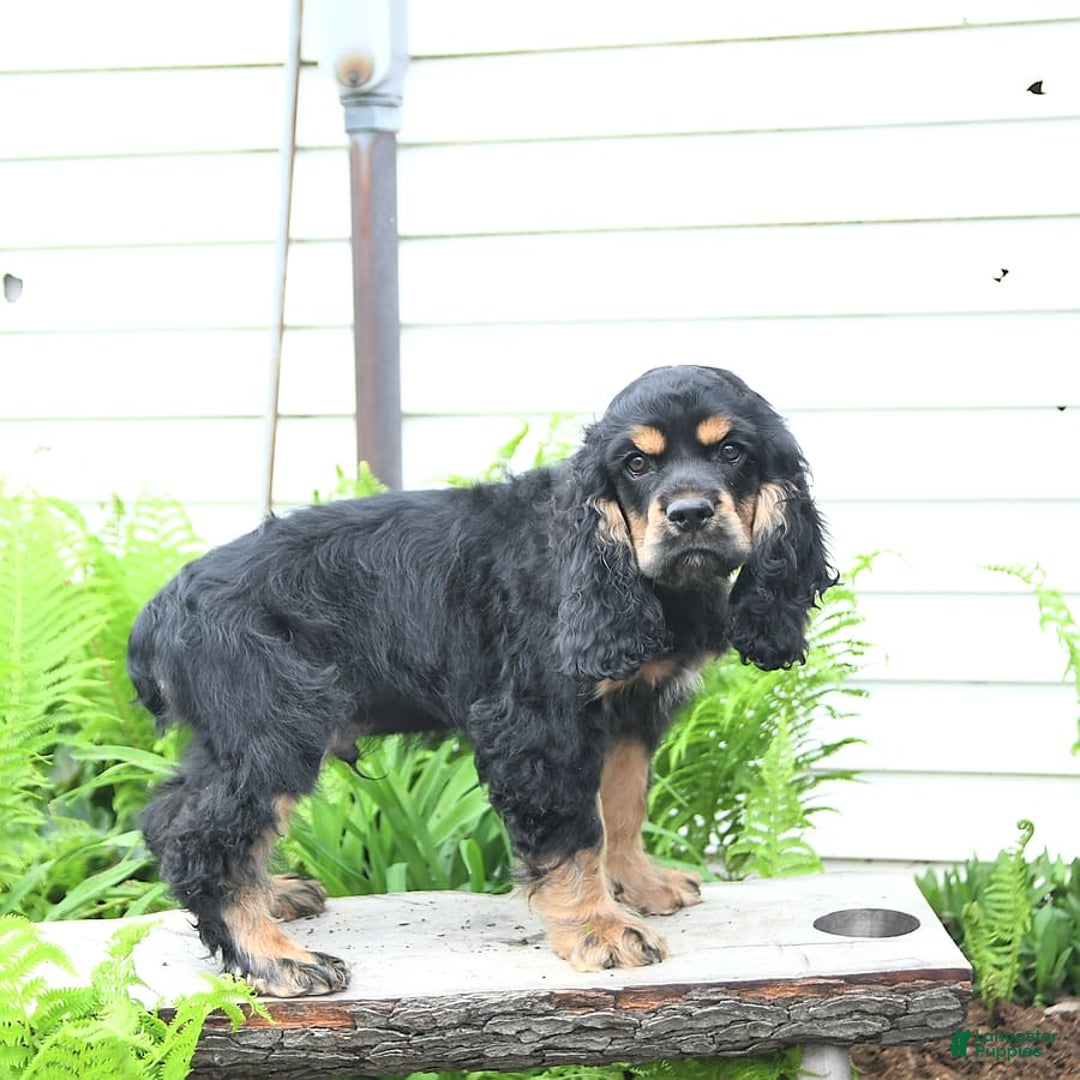 Cocker Spaniel dogs for sale: Banjo - Image 27
