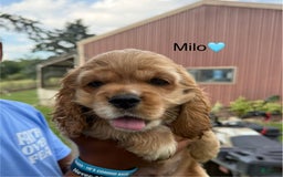 Cocker Spaniel dogs for sale: Milo - Image 9