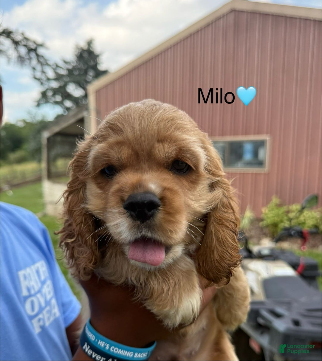 Cocker Spaniel dogs for sale: Milo - Image 9