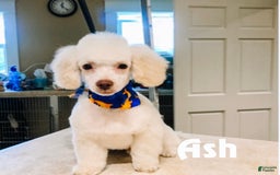 Chinese Crested dogs for sale: Macho - Image 3
