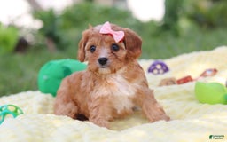 Cavapoo dogs for sale: Lucy - Image 6
