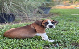 South African Boerboels dogs for sale: Galloway Girl - Image 3