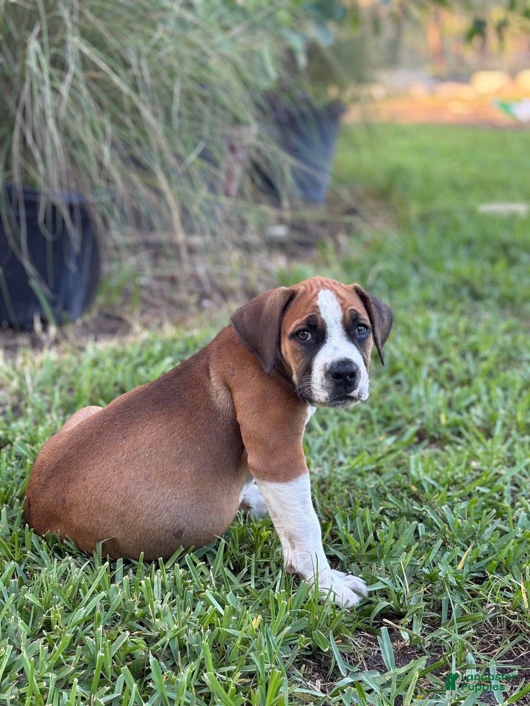 South African Boerboels dogs for sale: Galloway Girl - Image 3