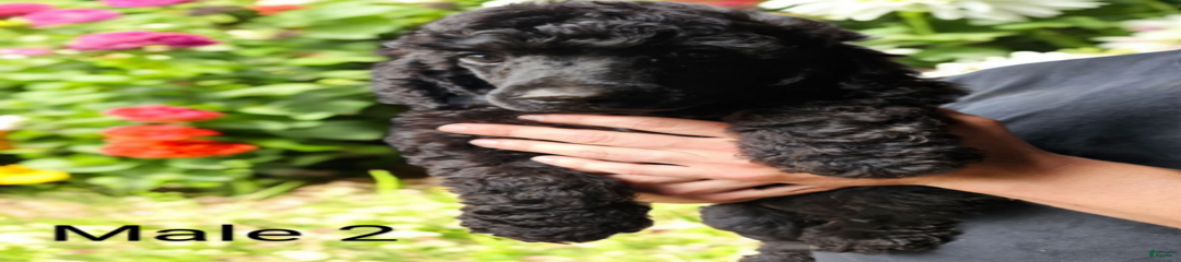 Male 2