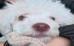 Maltipoo dogs for sale: Stella - Image 4