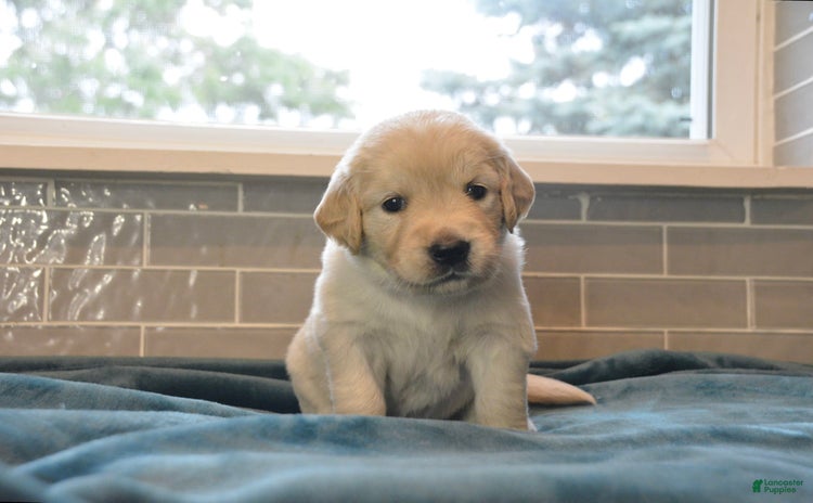 Golden Retriever dogs - Advert 35